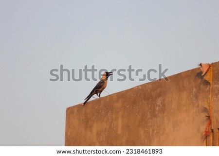 A Picture Of A Black Crow Sitting On A Wall