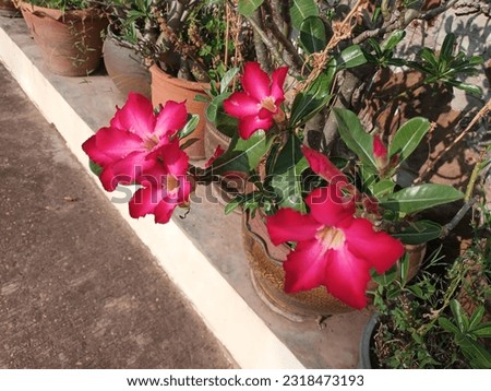 Classic beautiful picture of pink adenium obesum with green petal leaves in the fresh natural garden. Common names are Desert Rose or Impala Lily.