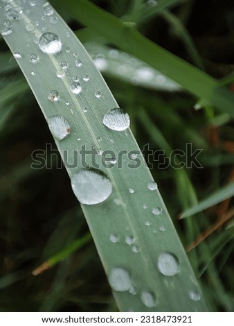 A leaf with Rain Drop in Forest