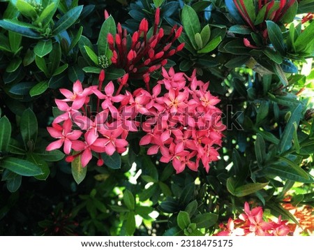 Soka Flower, Ixora coccinea, Jungle geranium, Flame of the Woods, a species of flowering plant in the family Rubiaceae
