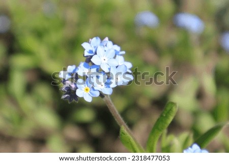 Beautiful Spring Flowers in a Garden, Nature Flora