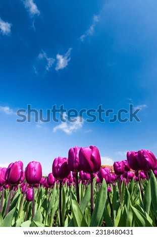 Beautiful tulips flower with a blue sky background.