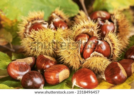 Ripe chestnuts close up. Sweet edible chestnuts. Husked chestnuts, chestnuts with skin. Organic food. Harvest Royalty-Free Stock Photo #2318496457