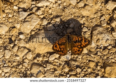 Butterfly with orange wings, close-up in nature.