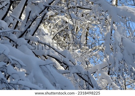 Snow Covered Trees and Branches - Winter Landscape