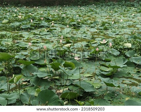 Lotus pond of Jahangirnagar University