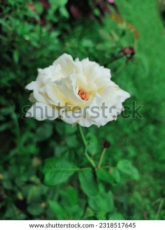 Download the perfect white rose pictures