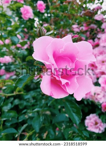 Beautiful Pink Flowers Closeup - San Francisco, California