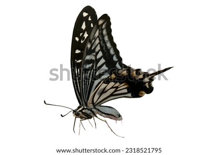 The tiger swallowtail butterfly isolated on white background. 