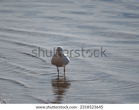 A seagull walking in the shore of the beach of La Manga