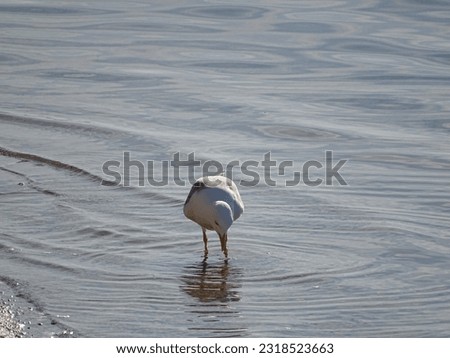 A seagull walking in the shore of the beach of La Manga