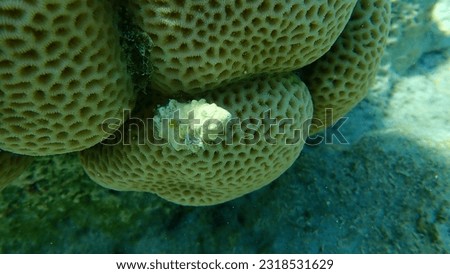Sea snail prickly spotted drupe or whitetoothed drupe (Drupa ricinus) undersea, Red Sea, Egypt, Sharm El Sheikh, Nabq Bay Royalty-Free Stock Photo #2318531629