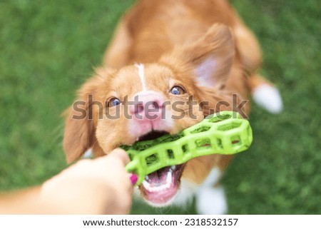 Nova Scotia duck tolling retriever dog playing and tugging with a green rubber toy on a grass. Close-up picture, visible human hand