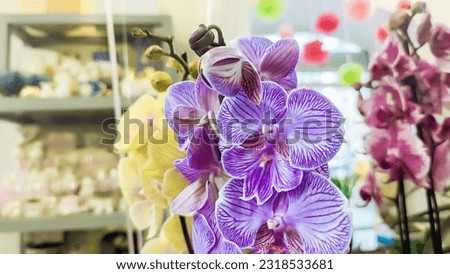 Purple stripped orchids. Close up  blooming phalaenopsis in flower shop.