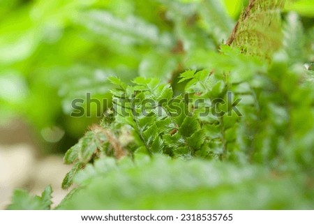 closeup of green plants. Green leaves in the background. Colorful vibrant blooming summer picture.