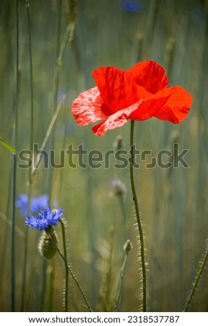 Poppies and cornflowers in the meadow. Blurred backgrou