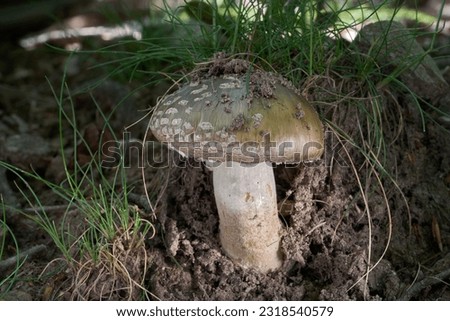 Edible mushroom Amanita excelsa in the grass. Known as European False Blusher. Wild amanita mushroom in the oak forest.
