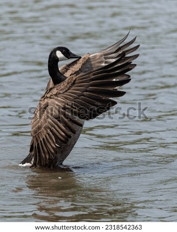 Canada Goose in water and flapping its wings. Royalty-Free Stock Photo #2318542363