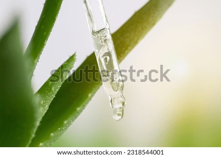 Transparent cosmetic pipette with gel. Aloe Vera leaves. Close-up.