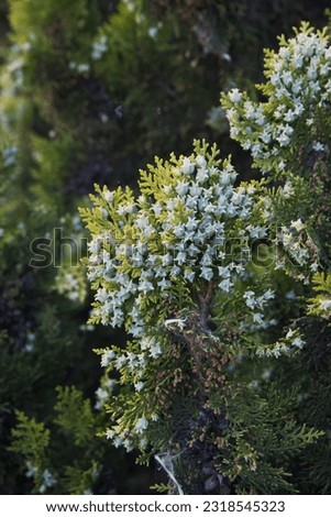 Leyland cypress, Cupressus × leylandii, X Cuprocyparis leylandii, a fast-growing coniferous evergreen tree, ornamental city tree Royalty-Free Stock Photo #2318545323