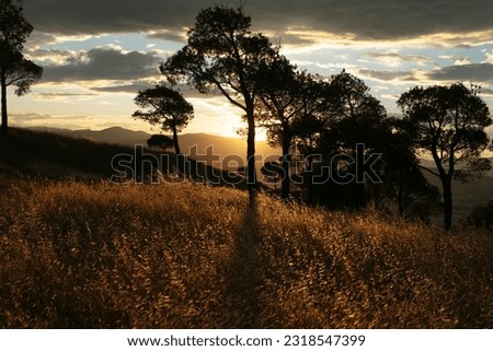 Golden beautiful sunset. Trees on hill and dry grass. Sunlight and shadows. Contrast photo. Symmetrical landscape.