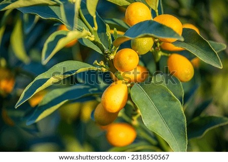 Fortunella margarita Kumquats - cumquats - foliage and fruits on kumquat tree. Many ripe kumquat fruits Royalty-Free Stock Photo #2318550567