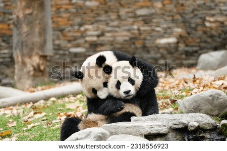 A panda mother is playing with her baby in playground Royalty-Free Stock Photo #2318556923