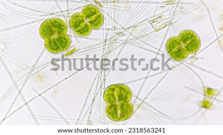 Association of some freshwater algae: Cyanobacteria, Diatom (Navicula sp), and some desmid species. Selective focus Royalty-Free Stock Photo #2318563241