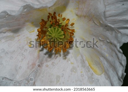 macro photo of center of poppy with water drops