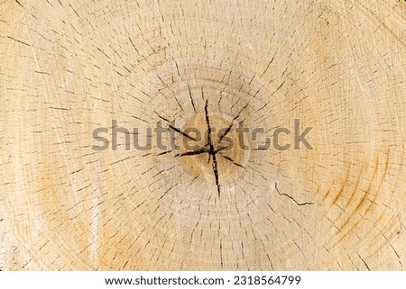 Sliced tree trunk brown texture