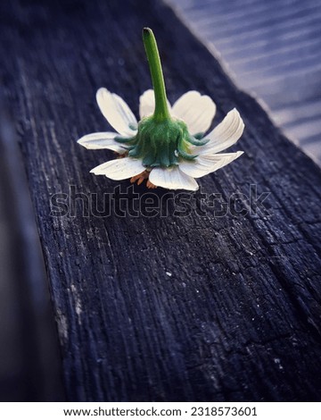 still life photography of biden alba flower with bokeh or blur background
