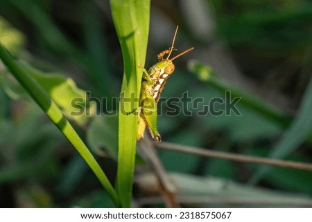A small green grasshopper perched on a small green leaf. Royalty-Free Stock Photo #2318575067