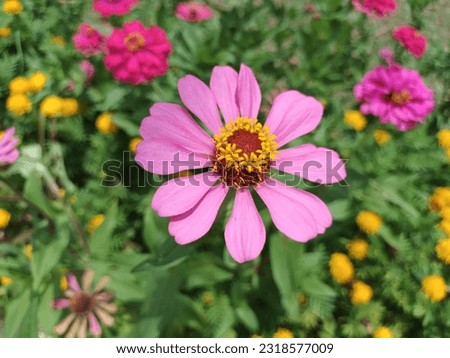 Pink common zinnia, zinnia elegans, youth-and-age, elegant zinnia, is blooming in the garden.
