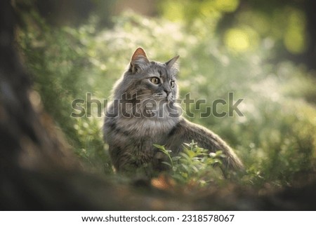 Grey striped cat posing in pine summer forest Royalty-Free Stock Photo #2318578067