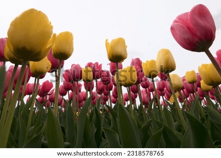 Low angle picture taken from the stems of yellow and pink tulips. Photo taken in Skagit Valley, Washington. 