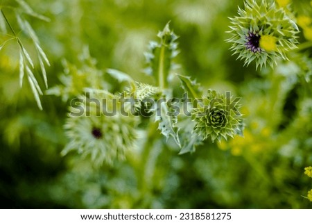 Closeup of Cow Thistle (sonchus oleraceus) Growing in the Wild Royalty-Free Stock Photo #2318581275