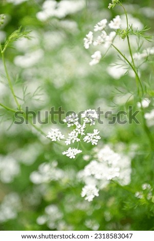 beautiful Dainty Parsley Plant Blossoms 