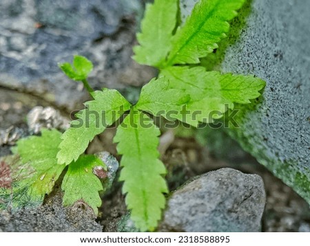 small ornamental ferns that grow between rocks