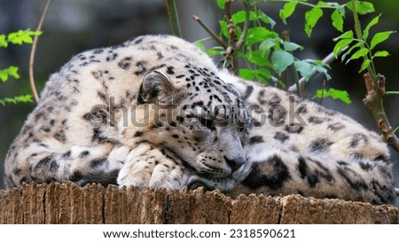 A beautiful snow leopard laying down and resting on a tree stump, banner. This is a species of large cat in the genus Panthera family. They are native to mountain ranges of Central and South Asia. 