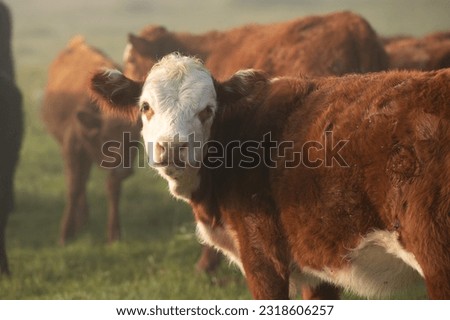 Herd of cows in the countryside of Uruguay. Royalty-Free Stock Photo #2318606257
