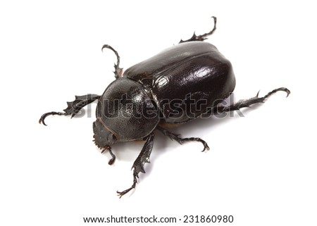 rhinoceros beetle on white background Royalty-Free Stock Photo #231860980