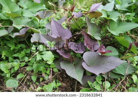 Sweet potatoes leaves in the nature. Sweet potato leaves are medium to large in size and are cordate, or heart-shaped with pointed tips. The leaves grow in an alternate pattern and may be palmate . Royalty-Free Stock Photo #2318632841