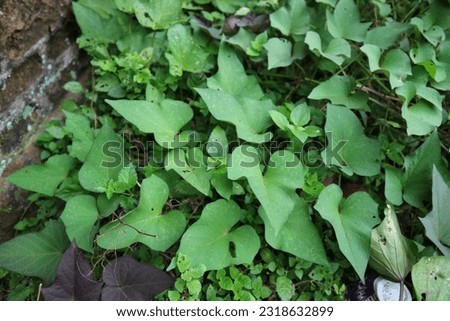 Sweet potatoes leaves in the nature. Sweet potato leaves are medium to large in size and are cordate, or heart-shaped with pointed tips. The leaves grow in an alternate pattern and may be palmate . Royalty-Free Stock Photo #2318632899