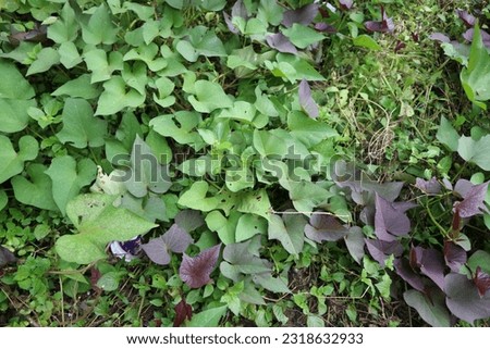 Sweet potatoes leaves in the nature. Sweet potato leaves are medium to large in size and are cordate, or heart-shaped with pointed tips. The leaves grow in an alternate pattern and may be palmate . Royalty-Free Stock Photo #2318632933