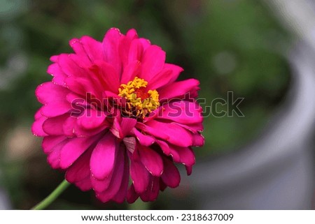 Close up image of pink zinnia flower with blurry green and white background