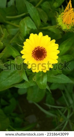 Calendula officinalis marigold flowers picture