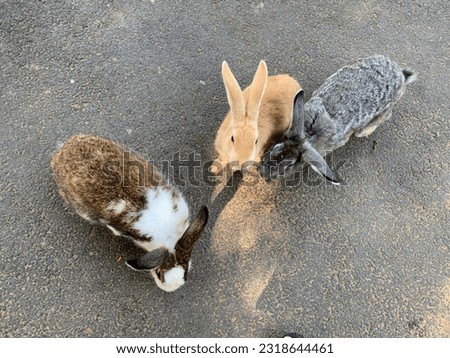 Three colorful rabbits walking together