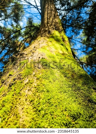 Mossy tree trunk in lush woodland.Tranquil nature scene.Natural background ideal for print or wallpaper.
