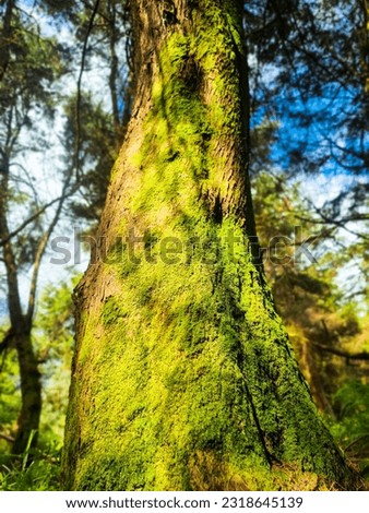 Mossy tree trunk in lush woodland.Tranquil nature scene.Natural background ideal for print or wallpaper.