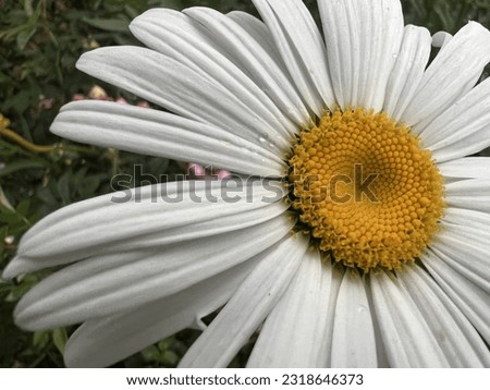 white flower quality jpeg image